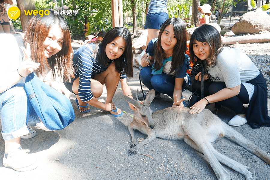 澳洲打工-動物園