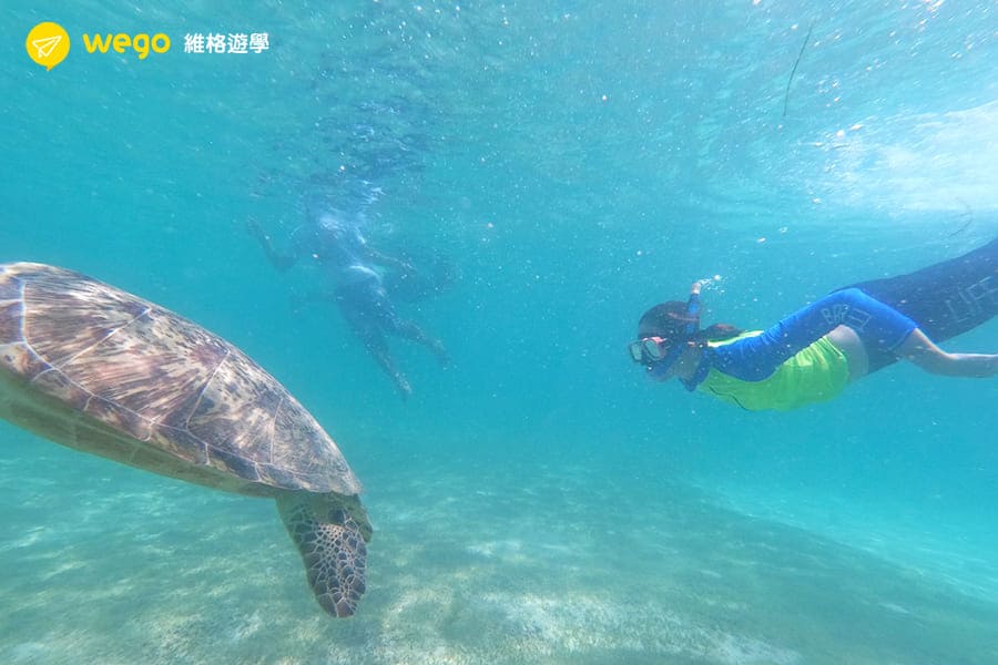 CELLA菲律賓學校 -學習心得分享-浮潛看海龜 CELLA 菲律賓心得 學習心得分享-浮潛看海龜